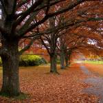 Shayna Metz Profile Picture