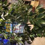 yuanyuan395 Profile Picture