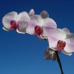 Webster Schneider Profile Picture