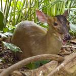 Steve Bechtelar Profile Picture