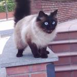 Henderson Wilkinson Profile Picture