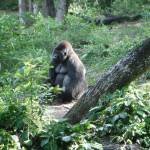 Fatima Huels Profile Picture