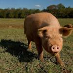 Vernice Bogisich Profile Picture