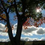 Mylene Gutkowski Profile Picture