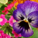 Rosamond Johnston Profile Picture