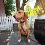 Shea Nikolaus Profile Picture