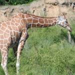 Beaulah Gutmann Profile Picture