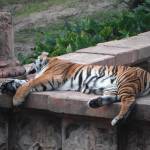 Waldo Purdy Profile Picture