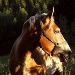 Marcelina Ryan Profile Picture