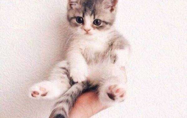 MBB: The Ink Is Dry As 6 Indication With Arkansas