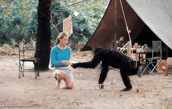 Naturalistic Observation