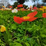 杨 继林 Profile Picture