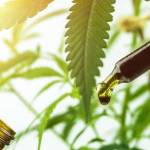 cbdoil organicline Profile Picture