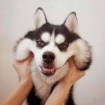 sinessmen Profile Picture