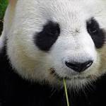 panozaa narak Profile Picture