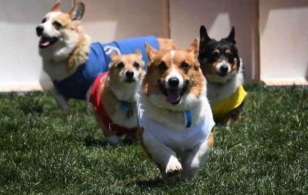 Best Dog Breeds To Help You Fight Depression - 2021 Guide