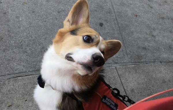 How To Keep An ESA Dog In A Small House?  - 2021 Guide