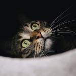 rksk ekfk Profile Picture