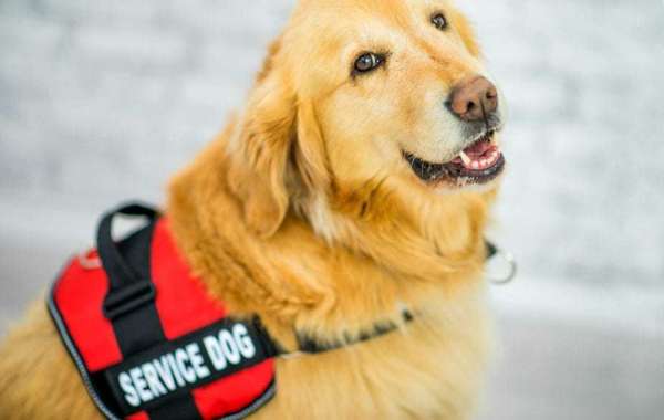 Helpful ESAs During Daily Workout - 2021 Guide