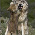 莫 力 Profile Picture